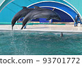 kamogawa sea world dolphins dolphin show splashes jump high keepers school excursion kamogawa sea world dolphins dolphin show splashes jump high keepers school excursion 93701772