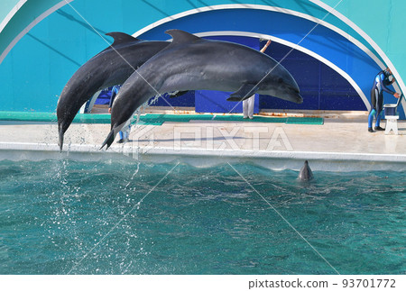 鴨川海洋世界 海豚 海豚表演 飛濺 跳 高 守門員 學校 遠足 93701772
