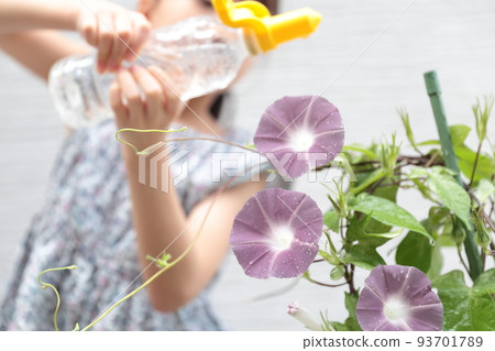 Elementary school girl cultivating morning glory 93701789