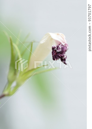 Cultivation of morning glory 93701797