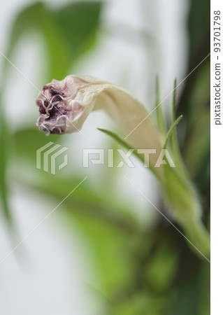 Cultivation of morning glory 93701798