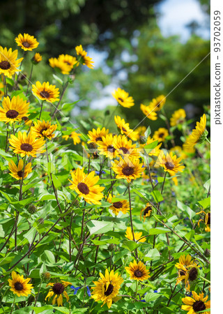 Sunbelievable brown eye girl 1000 blooming sunflowers Sunbelievable brown eye girl 1000 blooming sunflowers 93702059