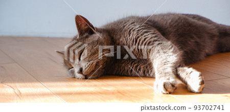A domestic gray British cat rests relaxed near the window on the parquet floor in the rays of the low winter sun. Cat laying down on a wooden floor under the sunlight A domestic gray British cat rests relaxed near the window on the parquet floor in the rays of the low winter sun. Cat laying down on a wooden floor under the sunlight 93702741
