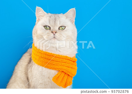 An imposing white cat sitting in an orange knitted scarf on a blue background. An imposing white cat sitting in an orange knitted scarf on a blue background. 93702876