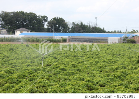 Yam field Yam field 93702995
