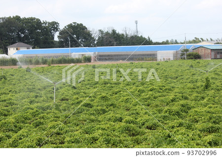 Yam field Yam field 93702996