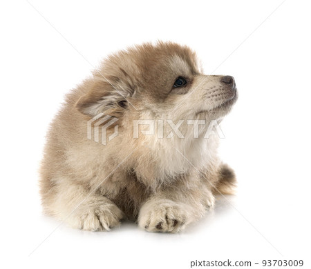 puppy Finnish Lapphund in studio 93703009