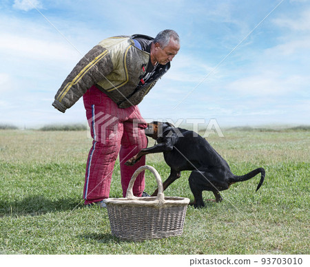 training of dobermann pinscher 93703010