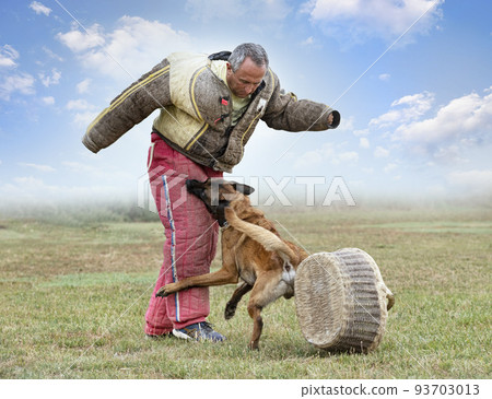 training of belgian shepherd training of belgian shepherd 93703013