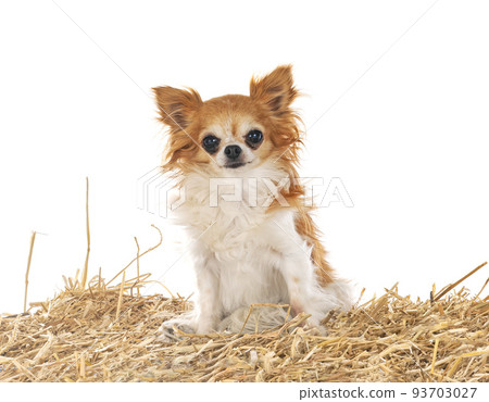 chihuahua in studio 93703027