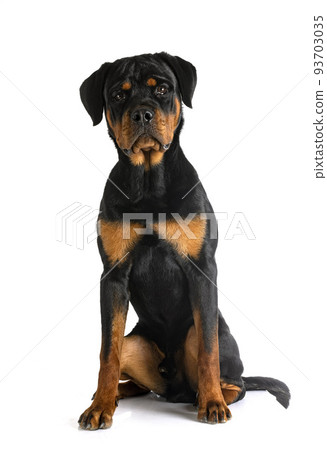 puppy rottweiler in studio 93703035