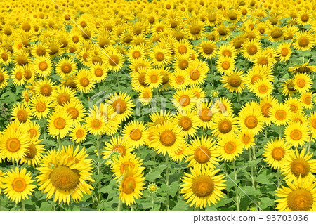 Sunflower field flowers in full bloom 93703036