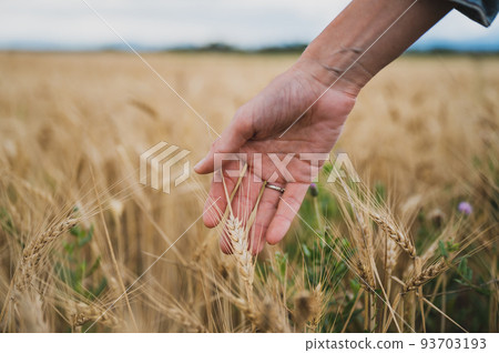 Female hand touching a golden wheat ear growing in the field Female hand touching a golden wheat ear growing in the field 93703193