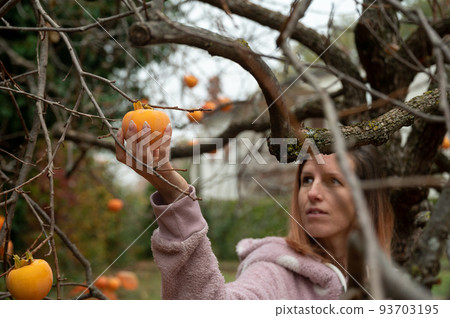 View through the branches of a young caucasian woman harvesting vitamin rich persimmon fruits 93703195