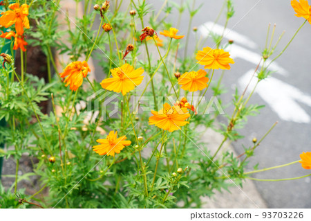 黃波斯菊 黃波斯菊 93703226