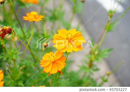 黃波斯菊 黃波斯菊 93703227