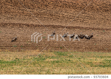 Griffon Vulture, Gyps fulvus, Buitre Leonado at Covarrubias, Castilla Leon, Spain. 93703604