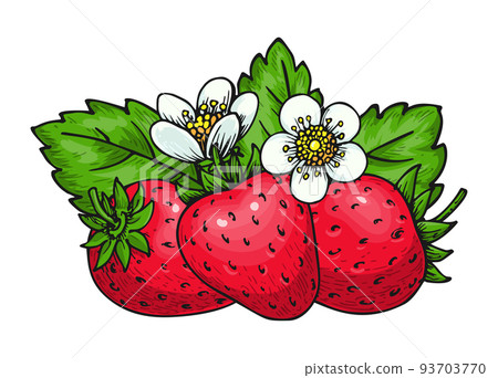 Strawberry realistic whole red ripe flower leaf 93703770