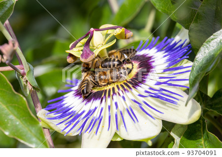 Bees on a passion flower Passiflora caerulea Passionflower against green garden background 93704091