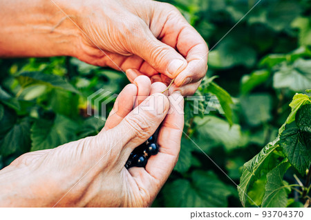 Old senior farmer hand picking black currant berry from stem closeup. Vitamin nutrition cultivation. Sweet berry gathering. Eco food growing and harvesting. Summer garden harvest concept Old senior farmer hand picking black currant berry from stem closeup. Vitamin nutrition cultivation. Sweet berry gathering. Eco food growing and harvesting. Summer garden harvest concept 93704370