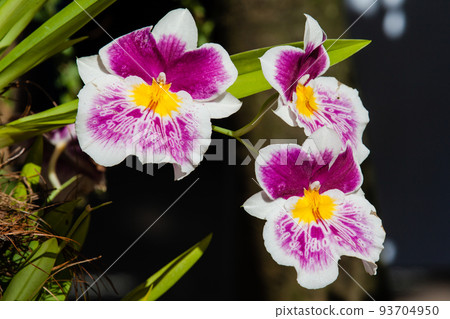 Closeup of one of the beautiful Colombian orchids 93704950