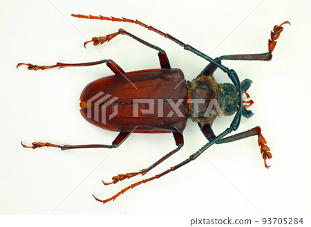Beetles isolated on white. Giant longhorn beetle with giant jaws Dorysthenes buqueti macro close up. Collection beetles, cerambycidae, entomology, insects. 93705284