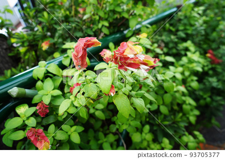 小蝦花 小蝦花 93705377