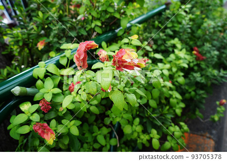 小蝦花 93705378