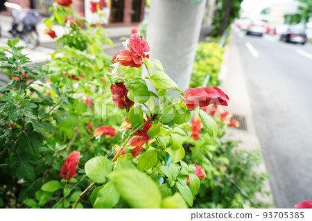 小蝦花 93705385