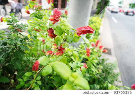 小蝦花 93705386