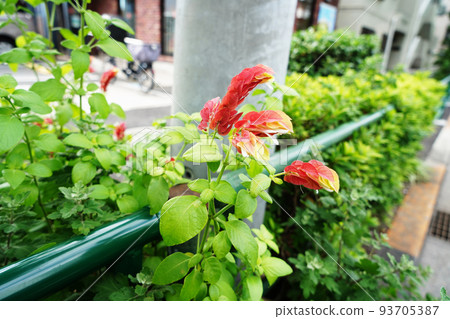 小蝦花 93705387