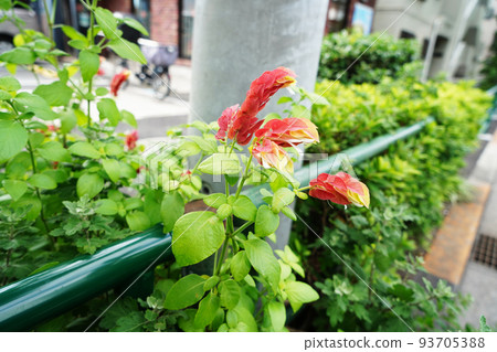 小蝦花 93705388