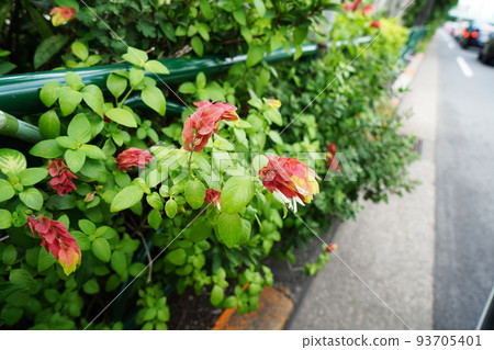 小蝦花 小蝦花 93705401