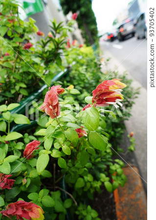 小蝦花 93705402