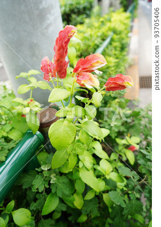 小蝦花 小蝦花 93705406