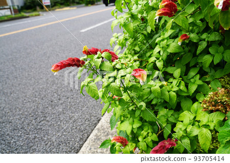 小蝦花 小蝦花 93705414