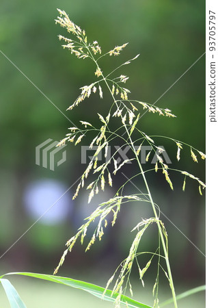 Seiban Sorghum (Johnson Grass) Flower 93705797