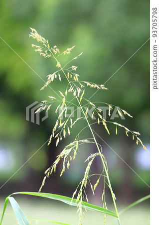 Seiban Sorghum (Johnson Grass) Flower 93705798