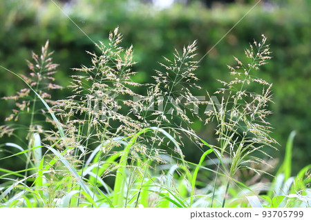 Seiban Sorghum (Johnson Grass) Flower 93705799