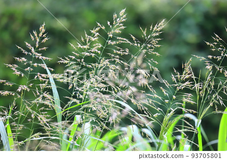 Seiban Sorghum (Johnson Grass) Flower 93705801