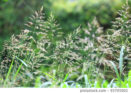 Seiban Sorghum (Johnson Grass) Flower 93705802
