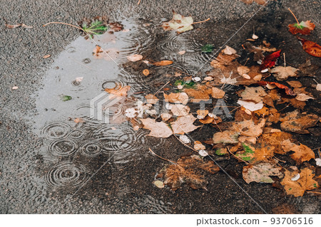 Autumn puddle with reflections of trees and fallen yellow leaves. Cloudy day after the rain. Natural background. Rainy weather forecast Autumn puddle with reflections of trees and fallen yellow leaves. Cloudy day after the rain. Natural background. Rainy weather forecast 93706516