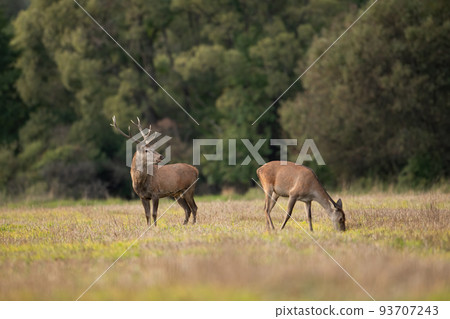 Two red deer grazing on dry meadow in autumn nature Two red deer grazing on dry meadow in autumn nature 93707243