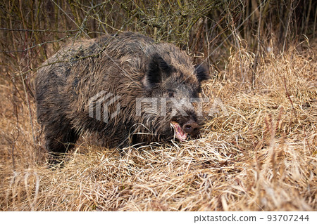 Wild boar feeding on dry grassland in autumn nature Wild boar feeding on dry grassland in autumn nature 93707244