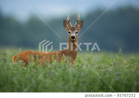 Roe deer buck standing on clover field and looking to the camera Roe deer buck standing on clover field and looking to the camera 93707252