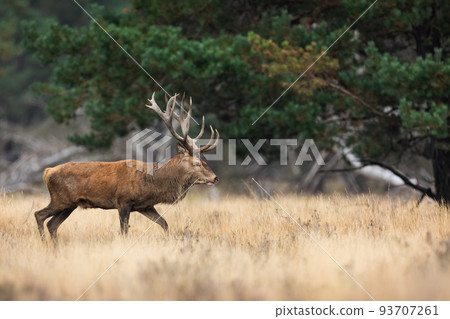 Red deer moving on glade in Netheralnds national park 93707261