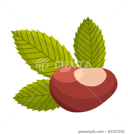 Chestnuts shell and pointed oblong leaves. Vector illustration. Design element for poster, packaging, banner and wrapping paper Chestnuts shell and pointed oblong leaves. Vector illustration. Design element for poster, packaging, banner and wrapping paper 93707291