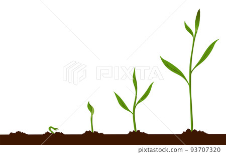 Growth process steps. Seeds sprout in ground. Steps sequence of germinating seedlings. Development cycle of vegetables in nature. Sprout growth process infographic Growth process steps. Seeds sprout in ground. Steps sequence of germinating seedlings. Development cycle of vegetables in nature. Sprout growth process infographic 93707320