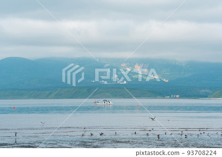 seagulls on the shallows at low tide against the backdrop of a sea bay with a foggy volcano in the distance, a landscape near the town of Yuzhno-Kurilsk on the island of Kunashir seagulls on the shallows at low tide against the backdrop of a sea bay with a foggy volcano in the distance, a landscape near the town of Yuzhno-Kurilsk on the island of Kunashir 93708224