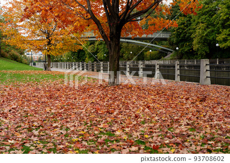 Fall foliage in Ottawa, Ontario, Canada. Rideau Canal Eastern Pathway autumn red leaves scenery. The Corktown Footbridge. Fall foliage in Ottawa, Ontario, Canada. Rideau Canal Eastern Pathway autumn red leaves scenery. The Corktown Footbridge. 93708602